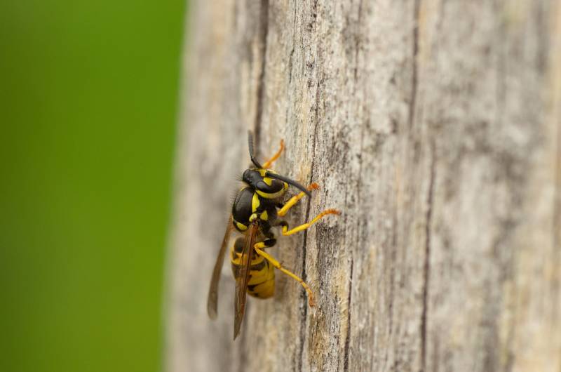 Professionnel pour éliminer un nid de guêpes Marseille 13004